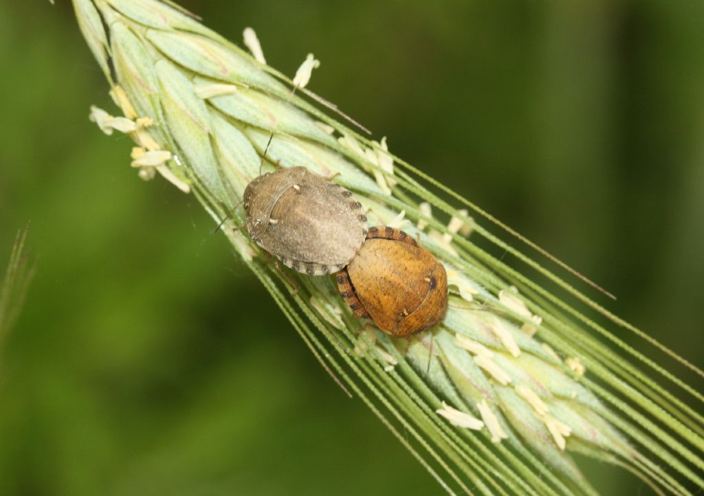 Scutelleridae: Eurygaster maura